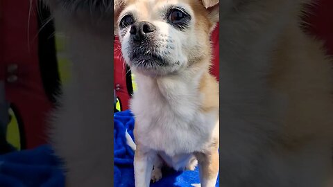 Little Dog Goes on a Ride In Her Cart #shorts #pets #dogs #cute #animals