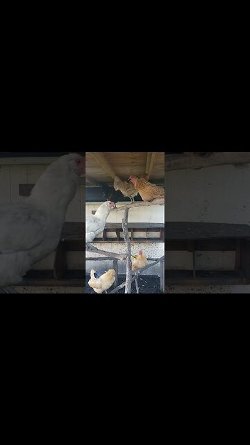 Everyone Is So Hot Today #chickens #chickenshorts