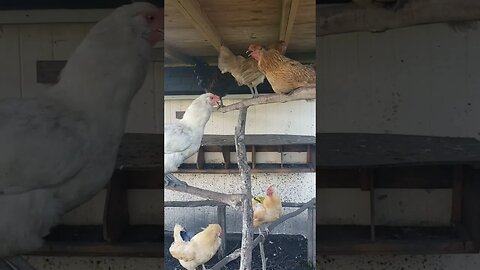 Everyone Is So Hot Today #chickens #chickenshorts