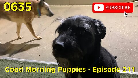 [0635] GOOD MORNING PUPPIES - EPISODE 211 [#dogs #doggos #doggies #puppies #dogdaycare]