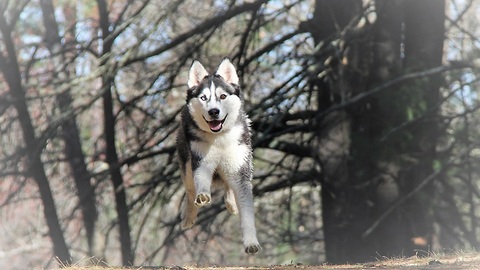 Mountain Biking in Woods with Man's Best Friend Siberian Husky Max - GoPro Session