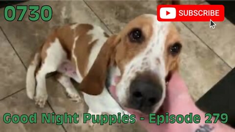 [0730] GOOD NIGHT PUPPIES - EPISODE 279 [#dogs #doggos #doggies #puppies #dogdaycare]