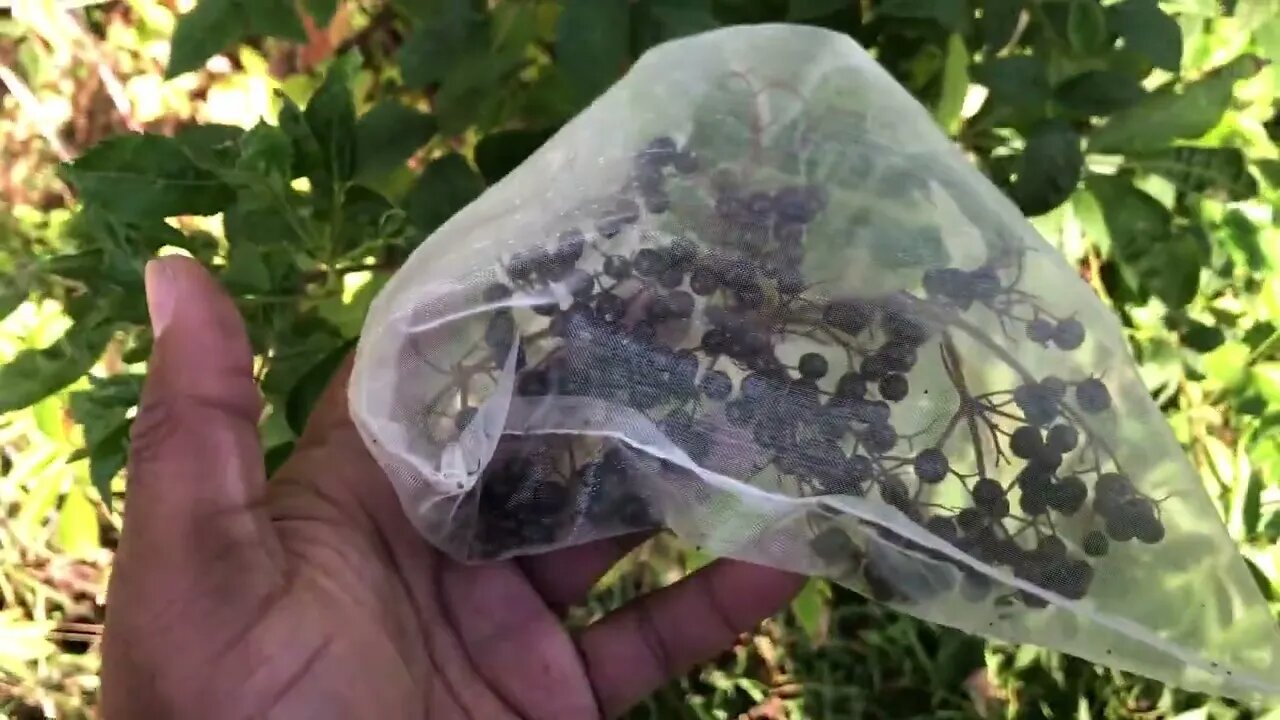 ELDERBERRY HARVEST UPDATE | Did the Garbanzo bags work?