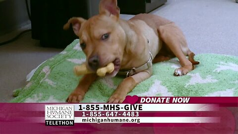 Michigan Humane Society Telethon – Herbie needs your help