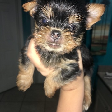 Sweet little puppy had a milk mustache