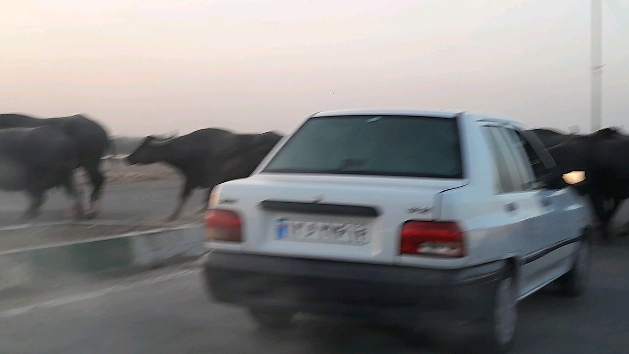 Crossing of buffaloes