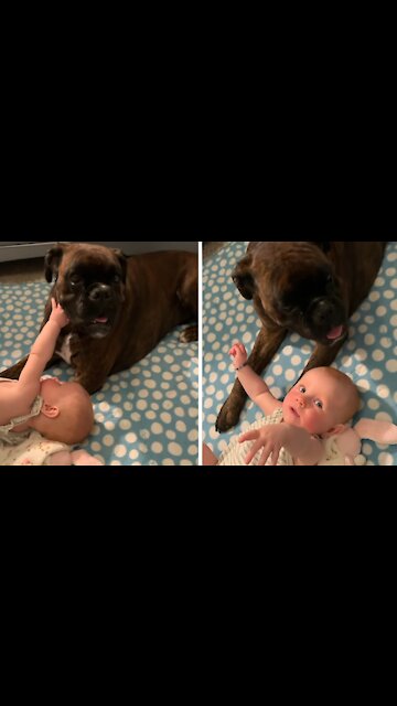 Nanny Dog Thoroughly Enjoys Babysitting His Little Sister