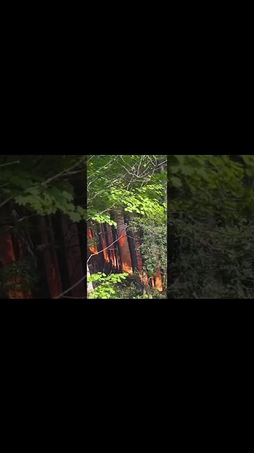 A look at the Tunnel Five Fire near Underwood, Washington.