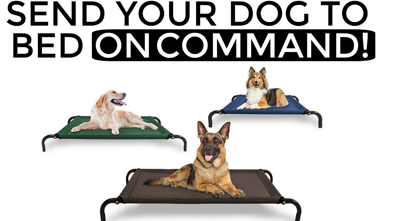 THE EASIEST DOG TRAINING PROCESS - Teach the command to your dog go to their bed