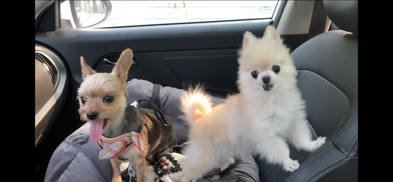 Puppies waiting for their owners.