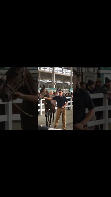 Yearling Race Horse Sale