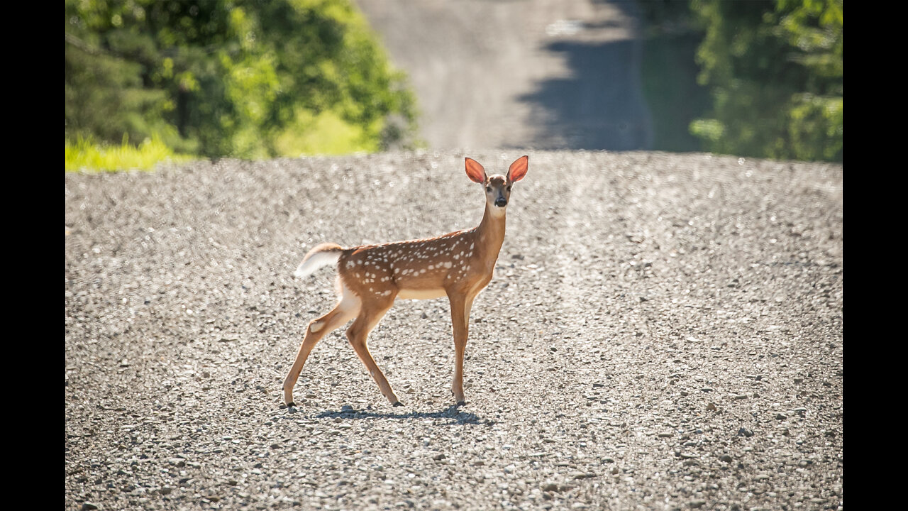 Having fun with Deer 😀