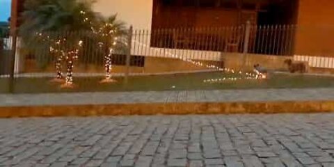 Cão apanhado a destruir decorações de Natal na rua