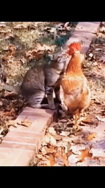 Cute Kitten likes this Chick 🤣😍Cat Videos#shorts #rumbleshorts videos