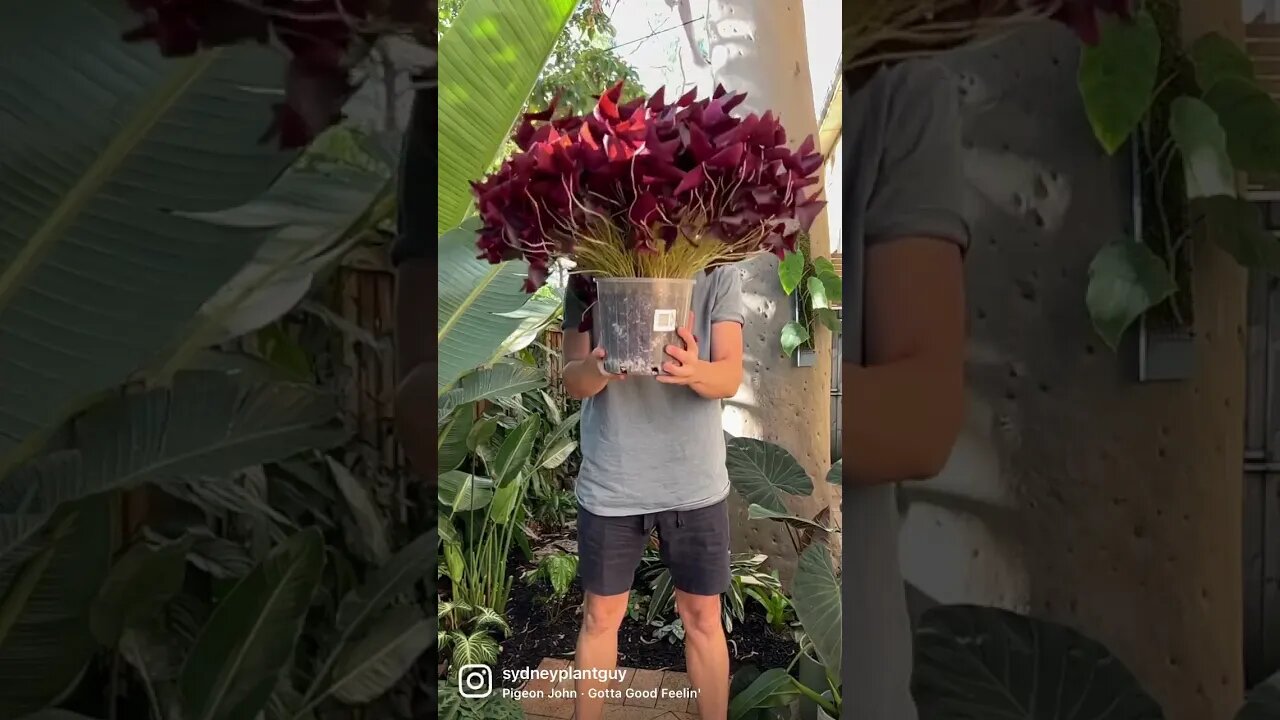 Getting ready for whatever life throws at me next. P.S.: no plants were harmed #oxalistriangularis