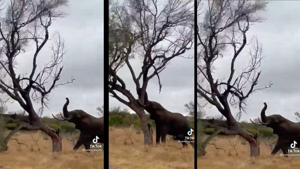 The elephant broke the big tree in a minute