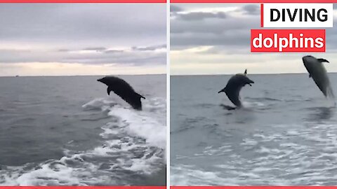 Incredible video footage shows pod of dolphins leap out of the water whilst chasing speedboat