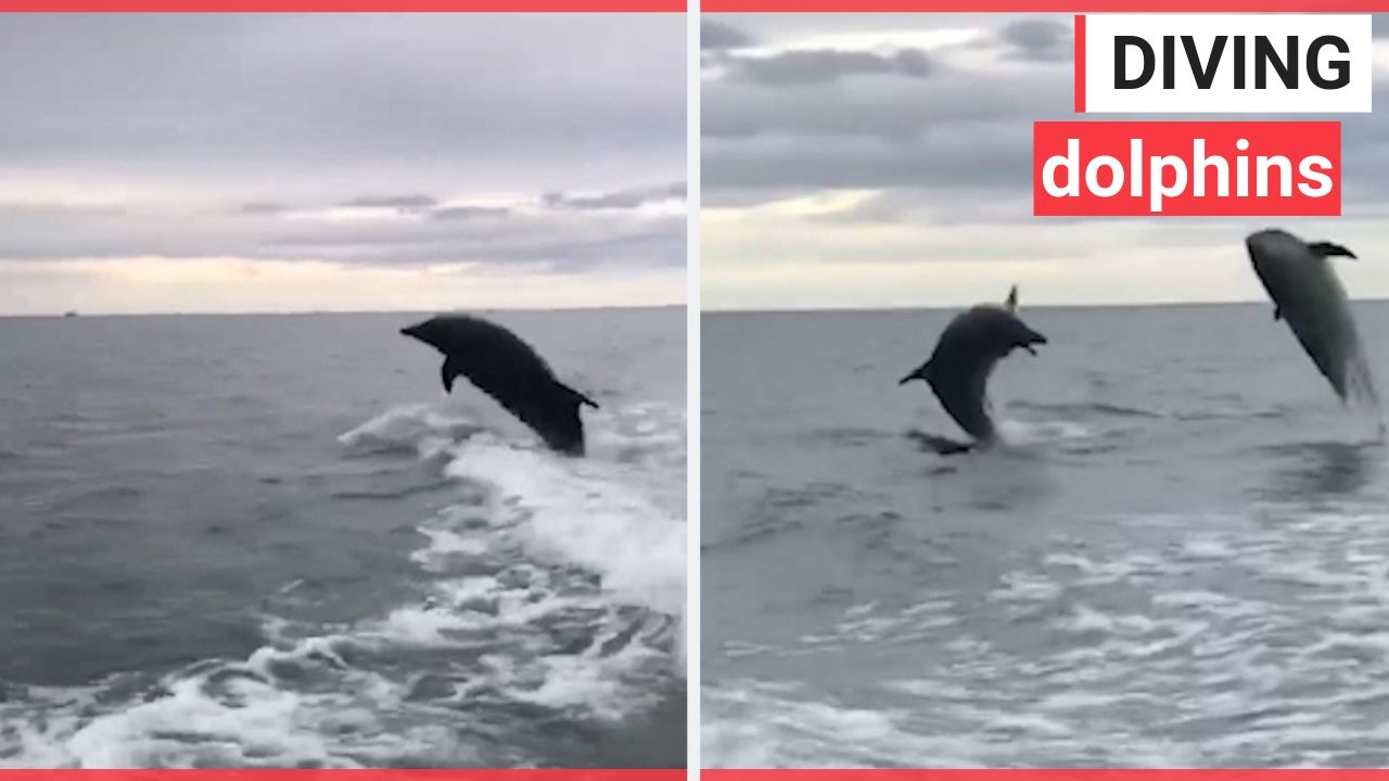 Incredible video footage shows pod of dolphins leap out of the water whilst chasing speedboat