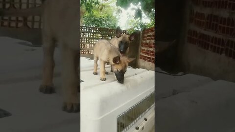 cute, adorable, beautiful puppies #shorts