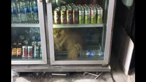 Cão sabe como manter-se fresco no clima tropical da Tailândia