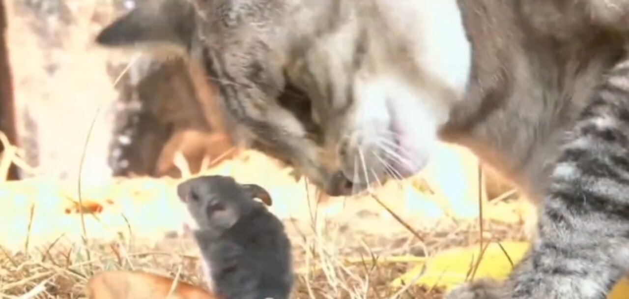 Rat and kitty play together in perfect harmony as friends