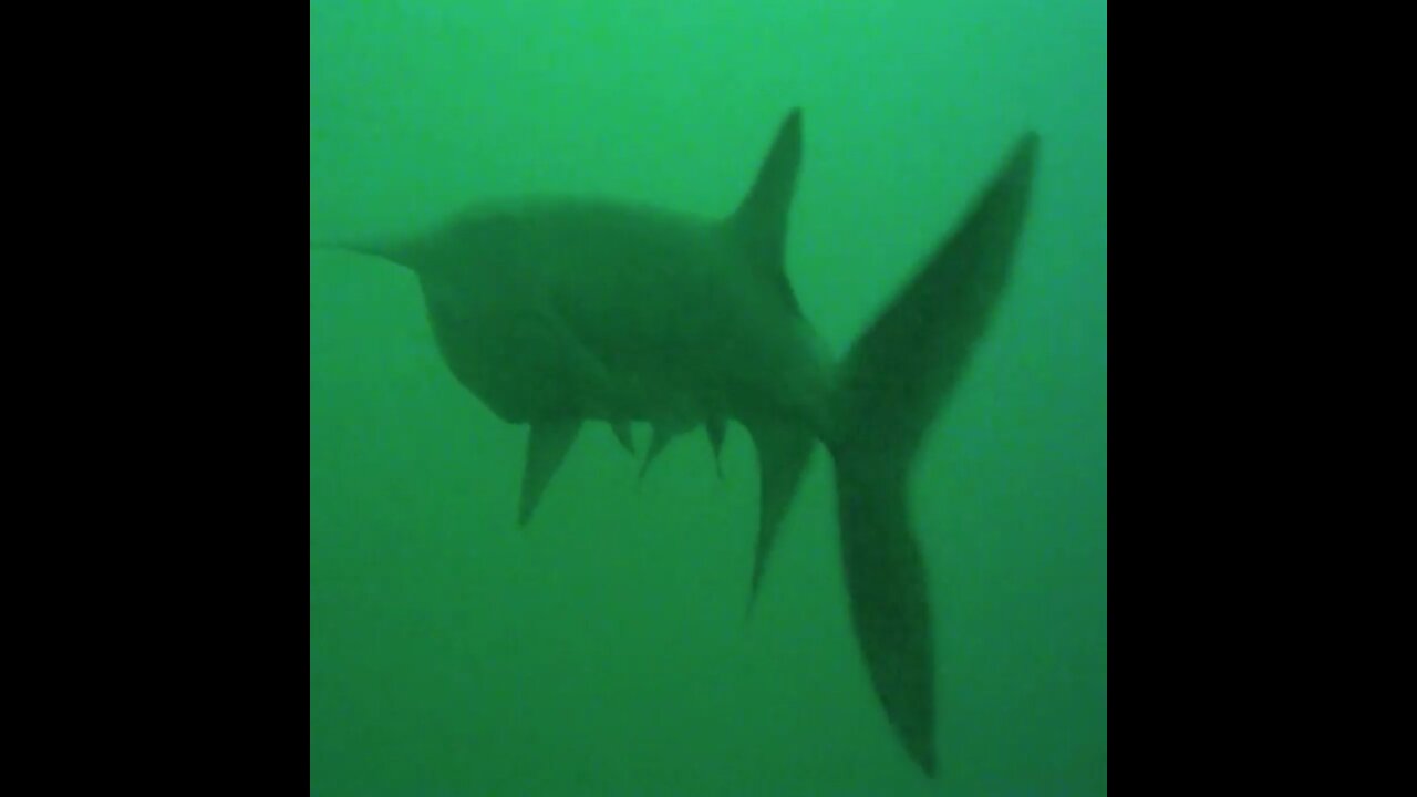 Scuba Diving with 6 feet Paddlefishes at Mermet Springs Quarry