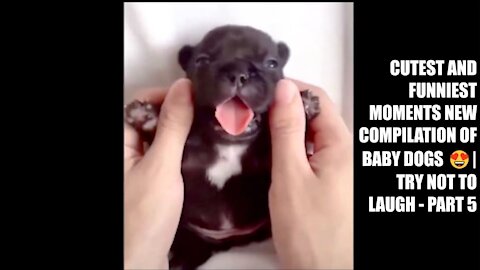 Cutest and Funniest Moments New Compilation of Baby Dogs 😍| Try Not To Laugh - Part 5