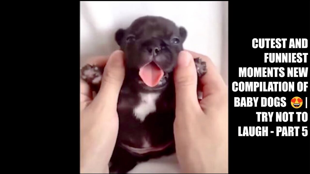 Cutest and Funniest Moments New Compilation of Baby Dogs 😍| Try Not To Laugh - Part 5