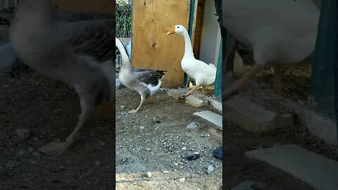 #goodmorning #geese #ducks #homesteading #homesteadlife #farm #farmlife #farmanimals #cuteanimals