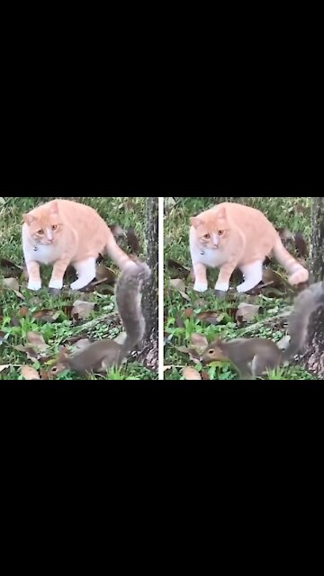 Cat Trying To Catch a Squirrel