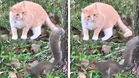 Cat Trying To Catch a Squirrel