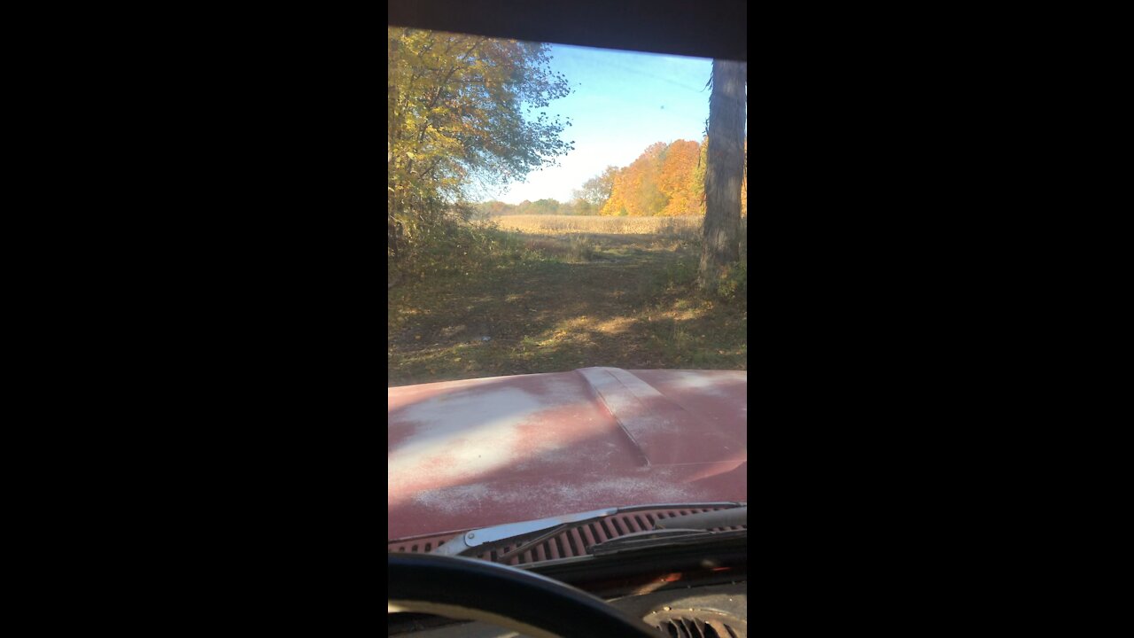 Corn Harvest-2