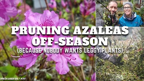 🦵 ✂ Pruning Leggy Azaleas | Pruning Azaleas - SGD 297 ✂🦵