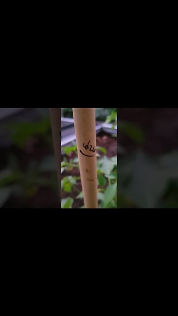 High Hopes... and tracking the growth in the Potager! #electroculture #growth #gardening #shorts