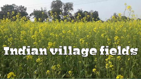 Indian village fields