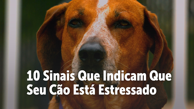 10 Sinais Que Indicam Que Seu Cão Está Estressado