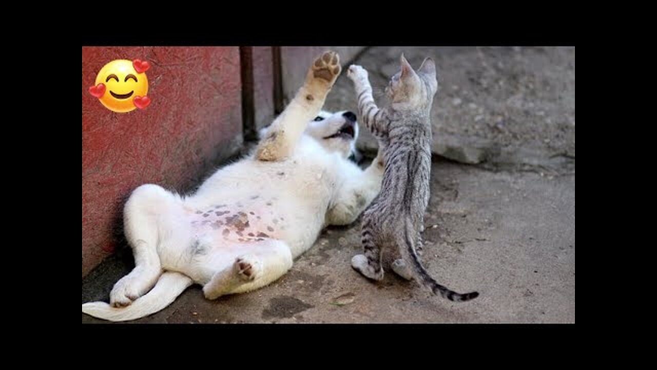 Epic Pranks Unleashed: Dogs vs. Jungle Beasts