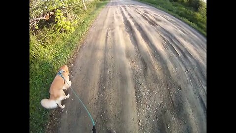May 30th, 44º clear skies and breezy. Flynn distracted by road work South of us.