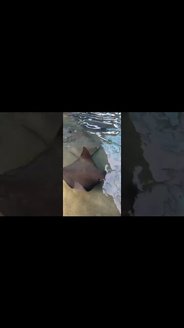 You can touch a stingray at #seaworld