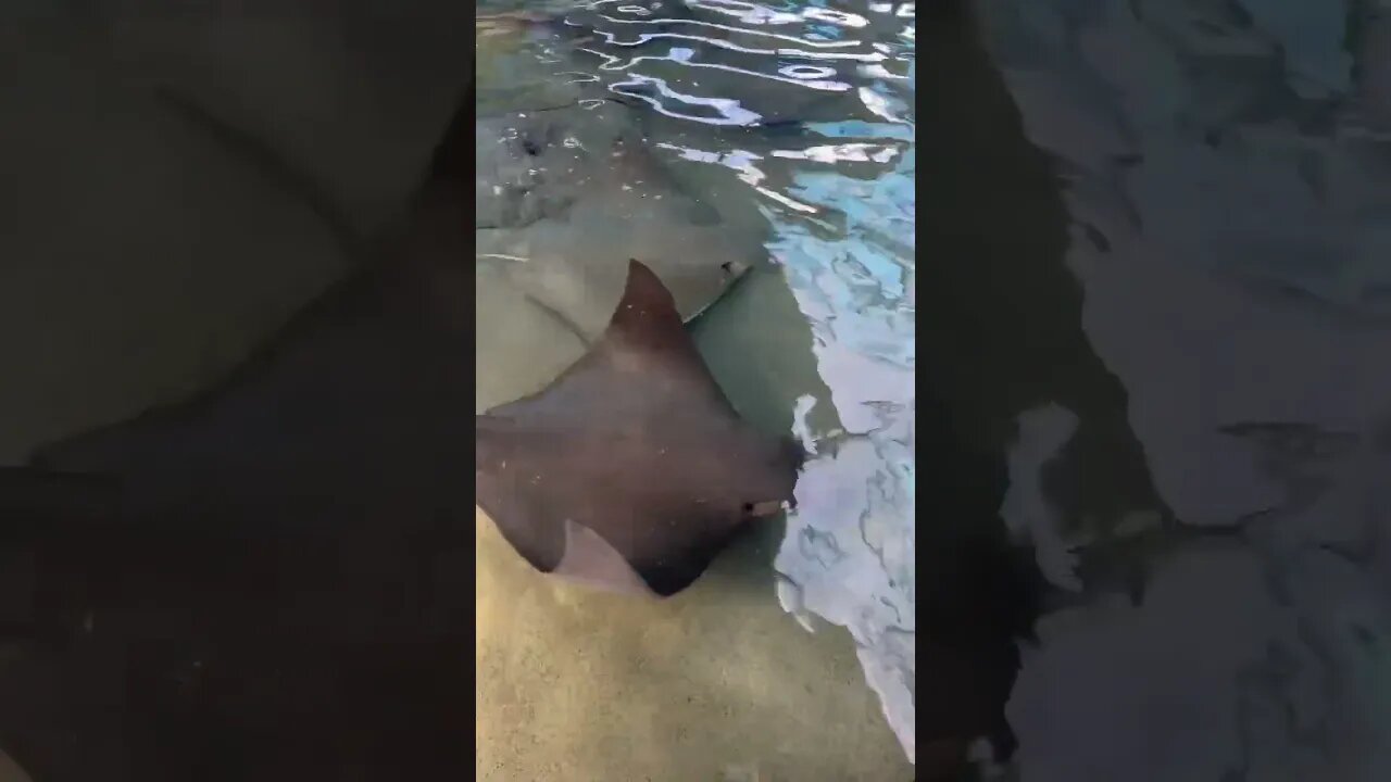 You can touch a stingray at #seaworld