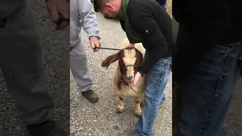 Goat Adjustment!