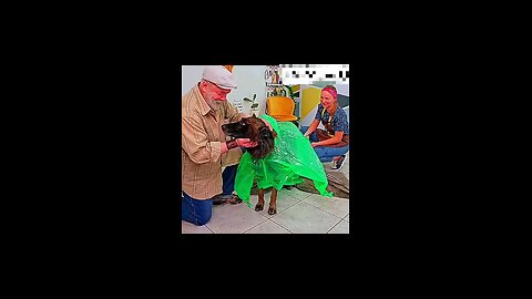 please 🙏🥺 animal respect #animal #viral #animals #dog #animallover #doglover #respect