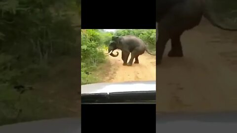 Run 💀🏴‍☠‍(दौड़ना) (දුවන්න) #shorts #beautiful