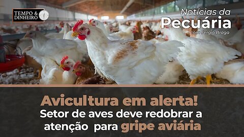 Avicultura em alerta! Setor de aves deve redobrar a atenção para gripe aviária.