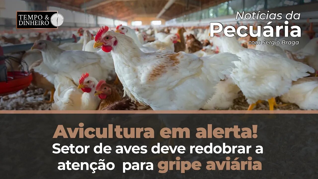 Avicultura em alerta! Setor de aves deve redobrar a atenção para gripe aviária.