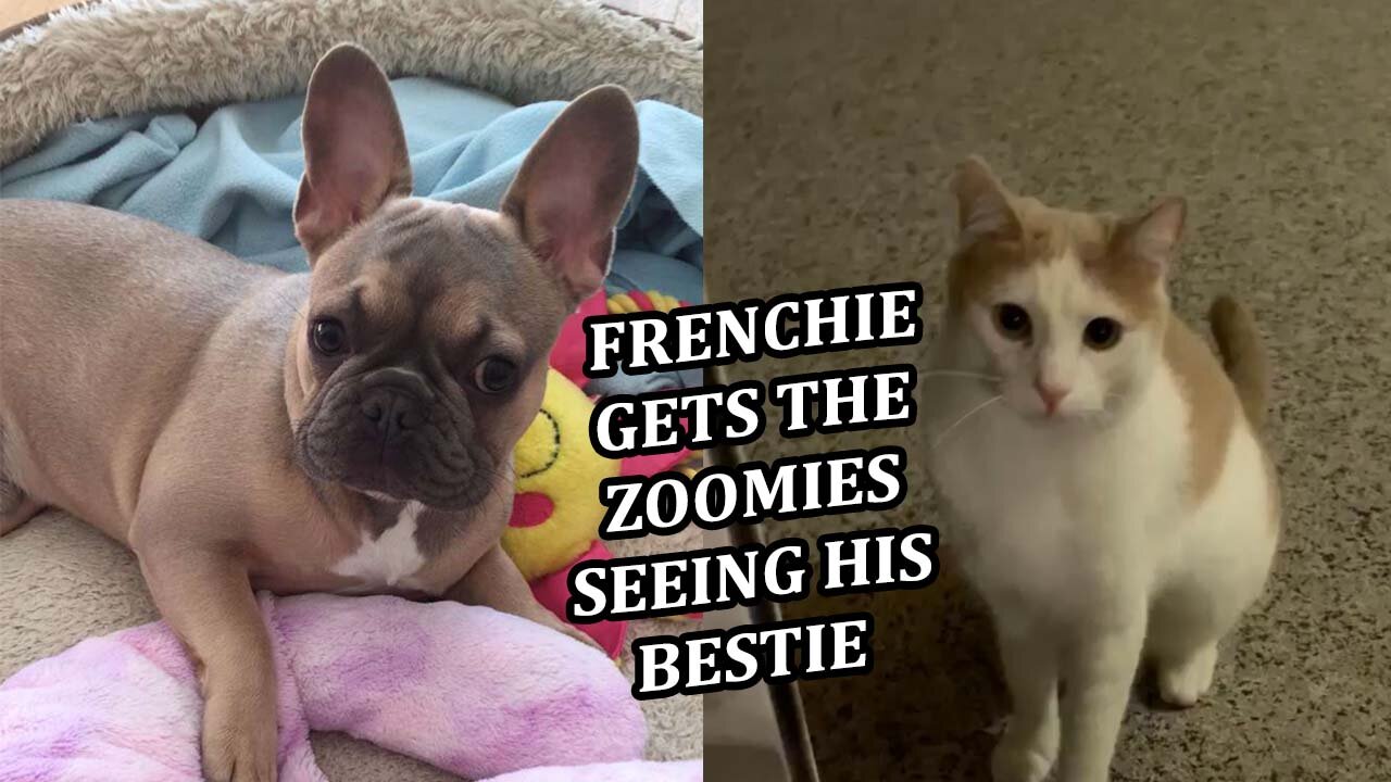 French Bulldog gets the ZOOMIES seeing his BESTIE