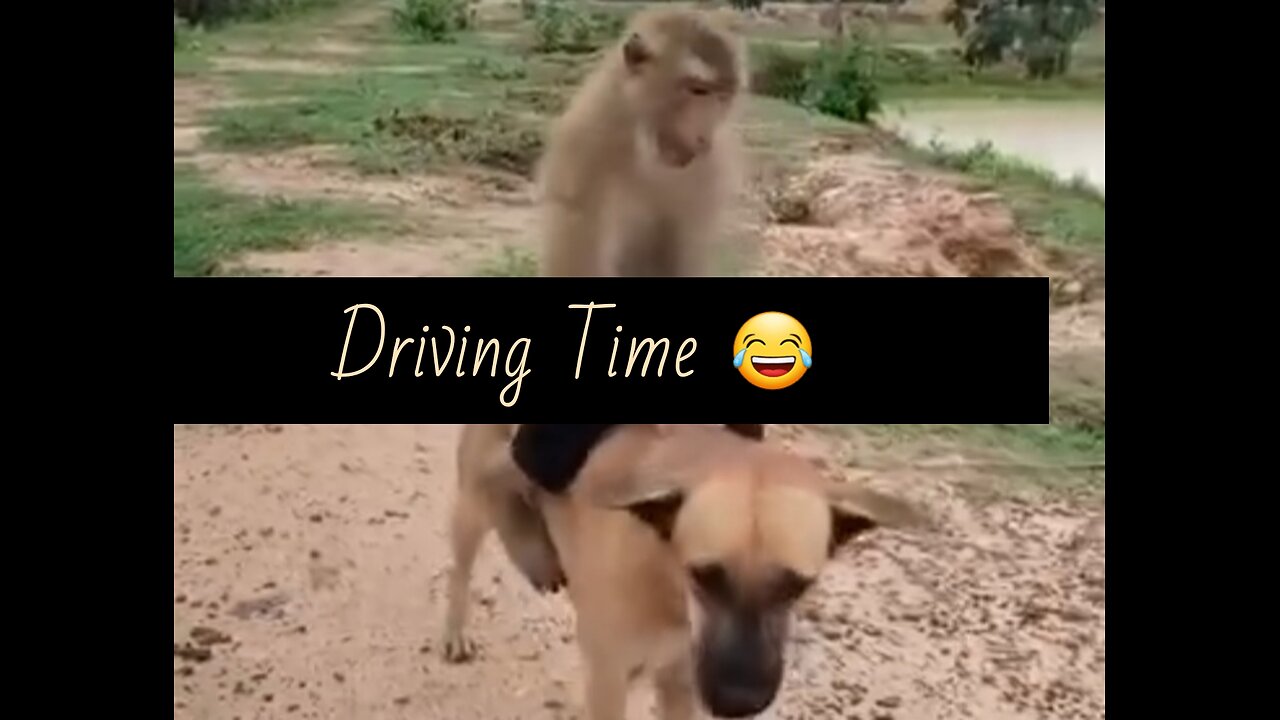 Animals Driving 😄