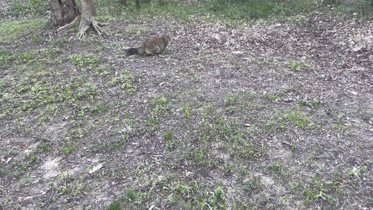 My cat was on the hunt for some moles!