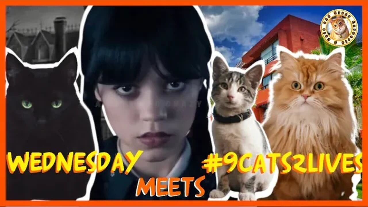 @Netflix’s #Wednesday Addams THREATENS Three Cats, THEN SOMETHING AMAZING HAPPENS…