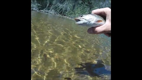 Brook Trout